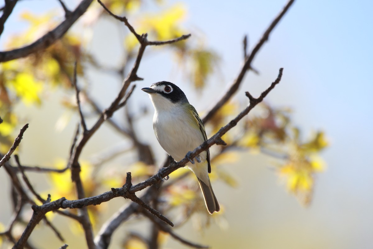 Black-capped Vireo - ML616971882