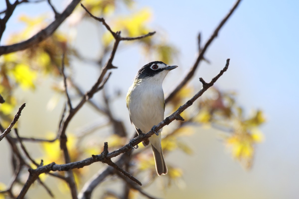 Black-capped Vireo - ML616971883