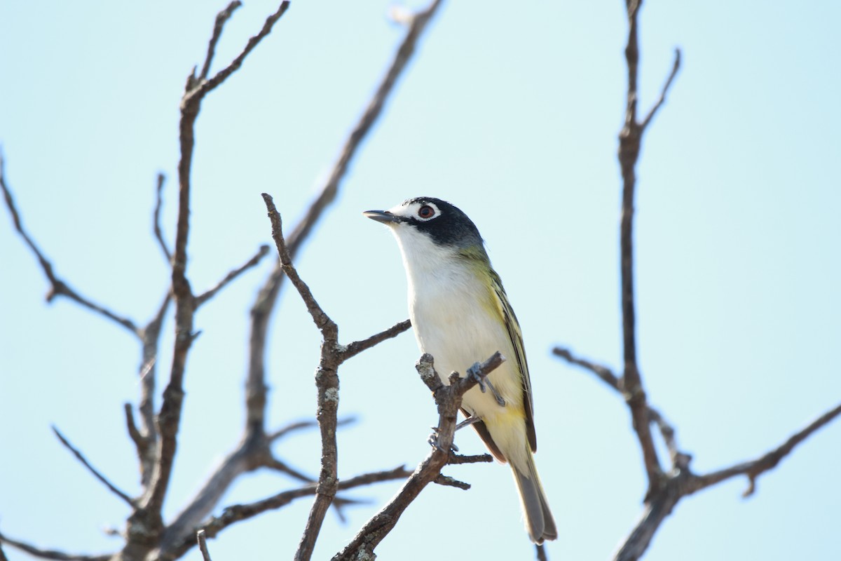 svarthettevireo - ML616971888