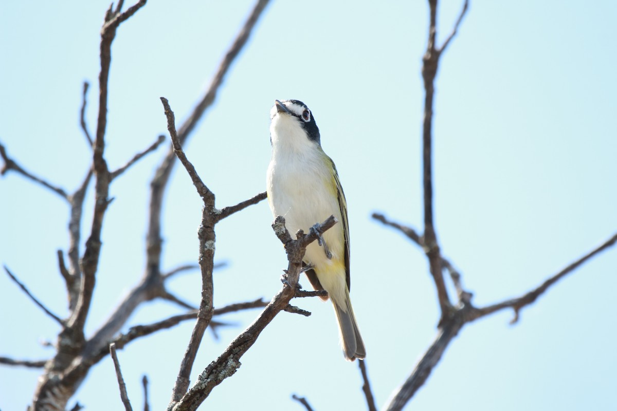 svarthettevireo - ML616971890