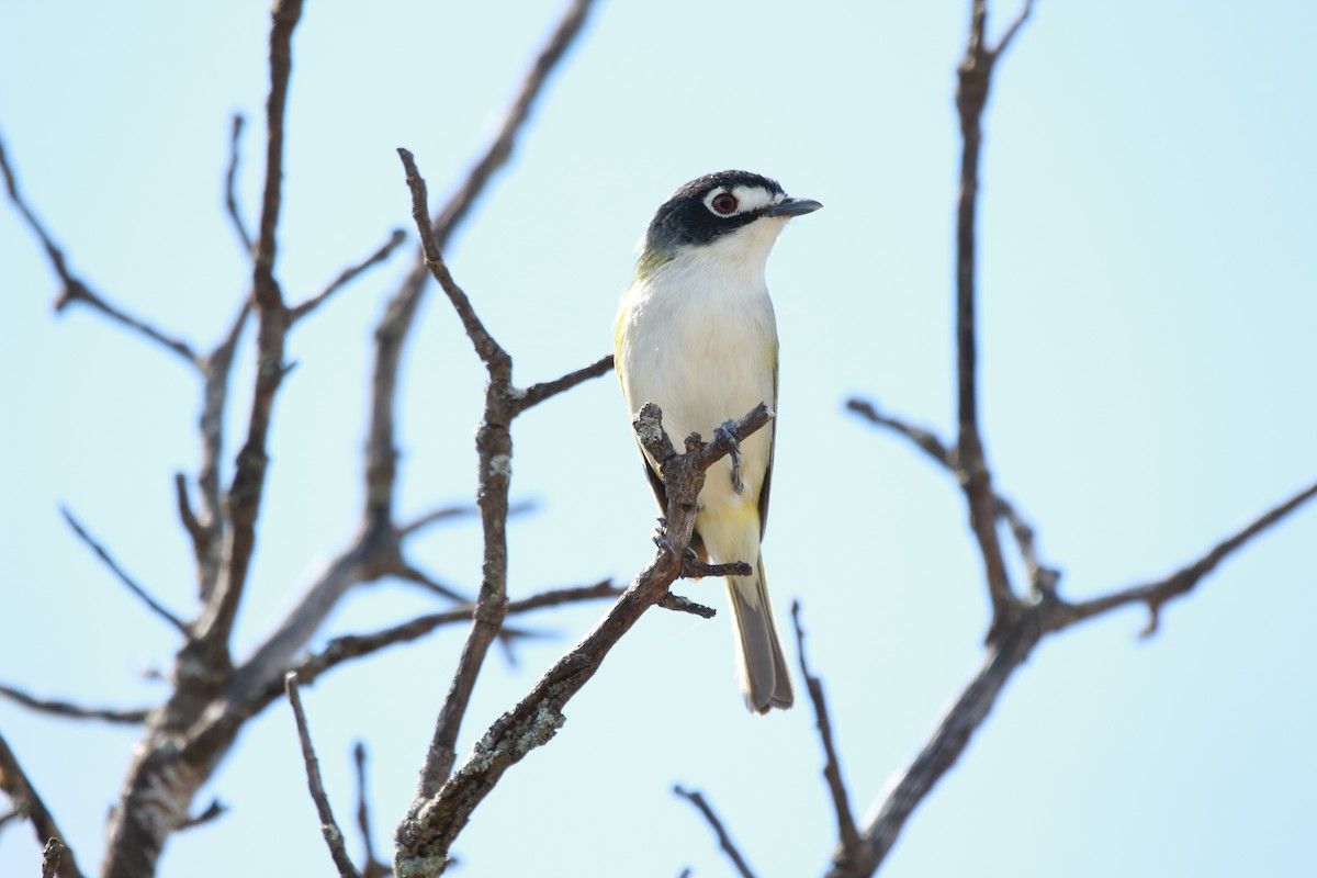 Black-capped Vireo - ML616971892