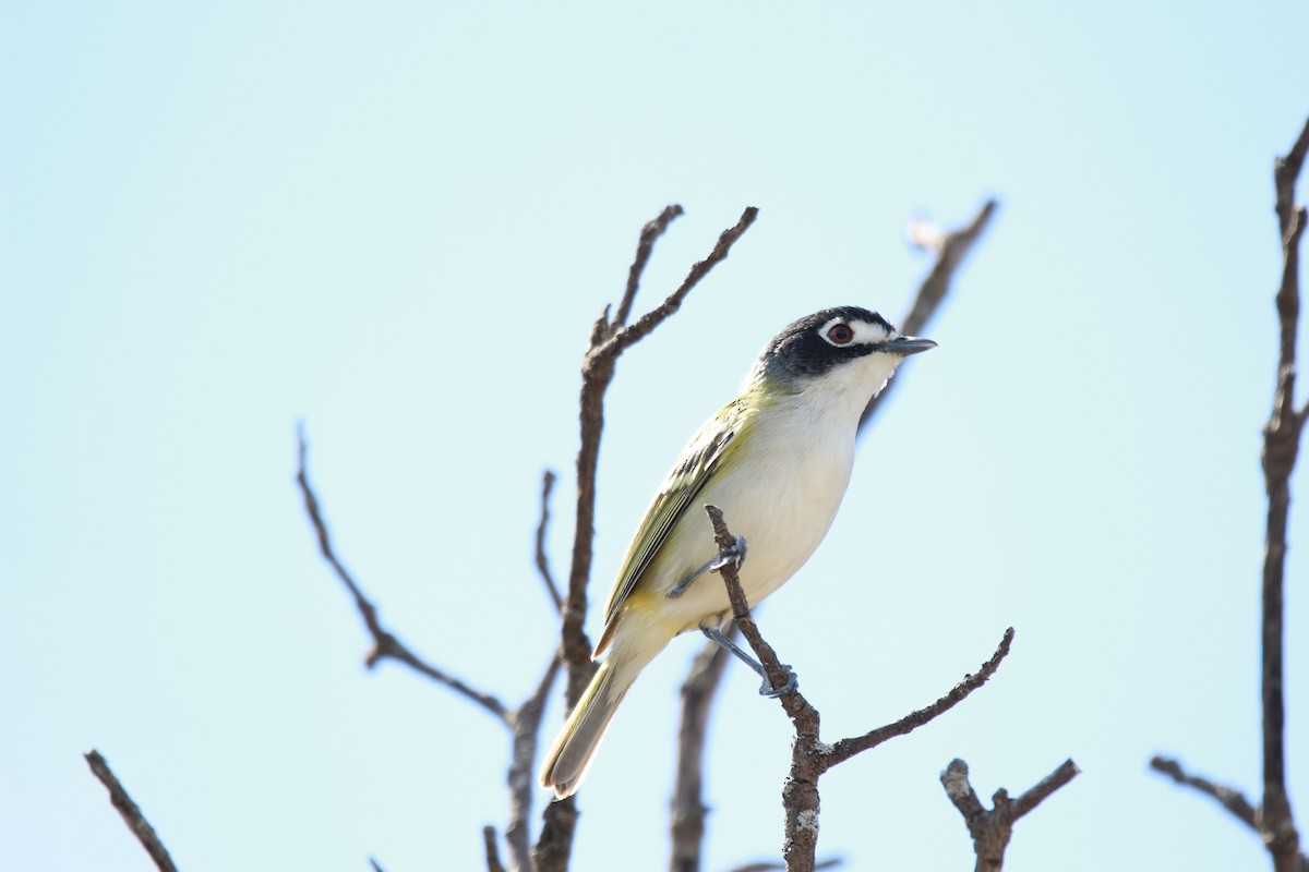 Black-capped Vireo - ML616971898