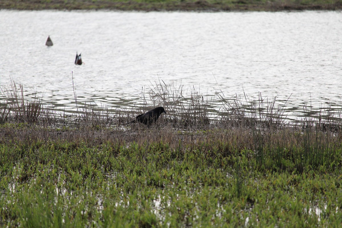 American Crow - ML616971899