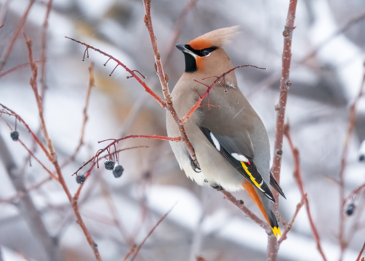 Bohemian Waxwing - ML616971913