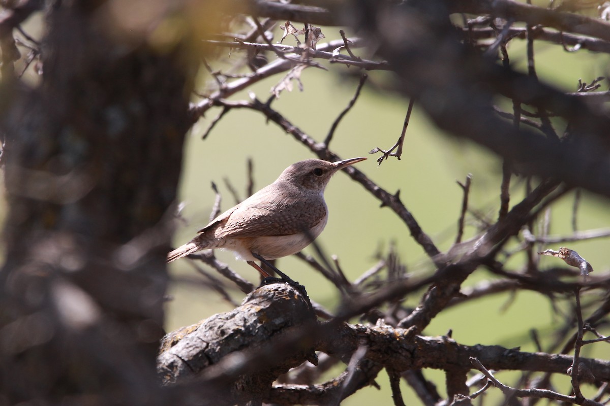 Rock Wren - Jesse Pline