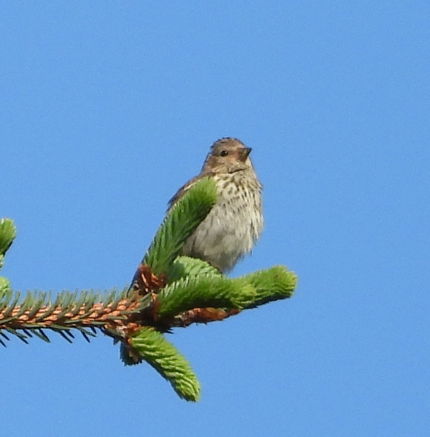 Pine Siskin - ML616971968