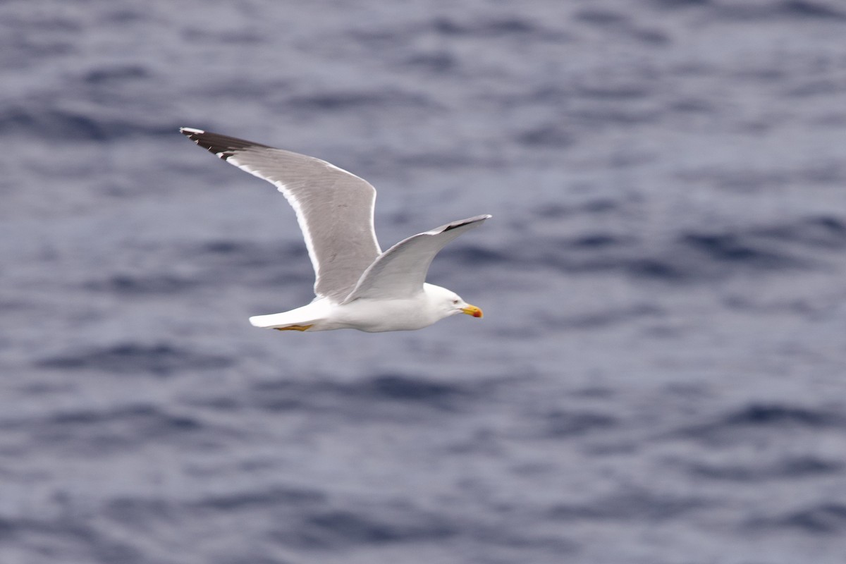 Yellow-legged Gull - ML616972075