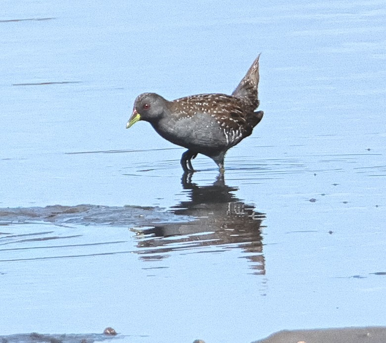 Australian Crake - ML616972085