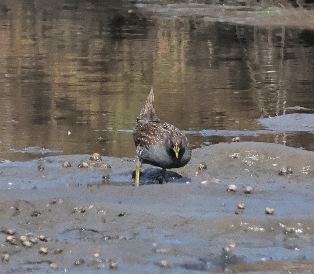 Australian Crake - ML616972086