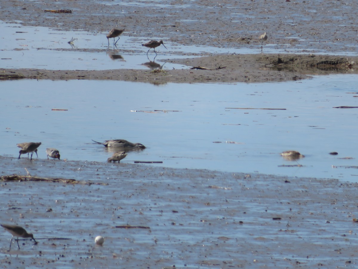 Marbled Godwit - ML616972107