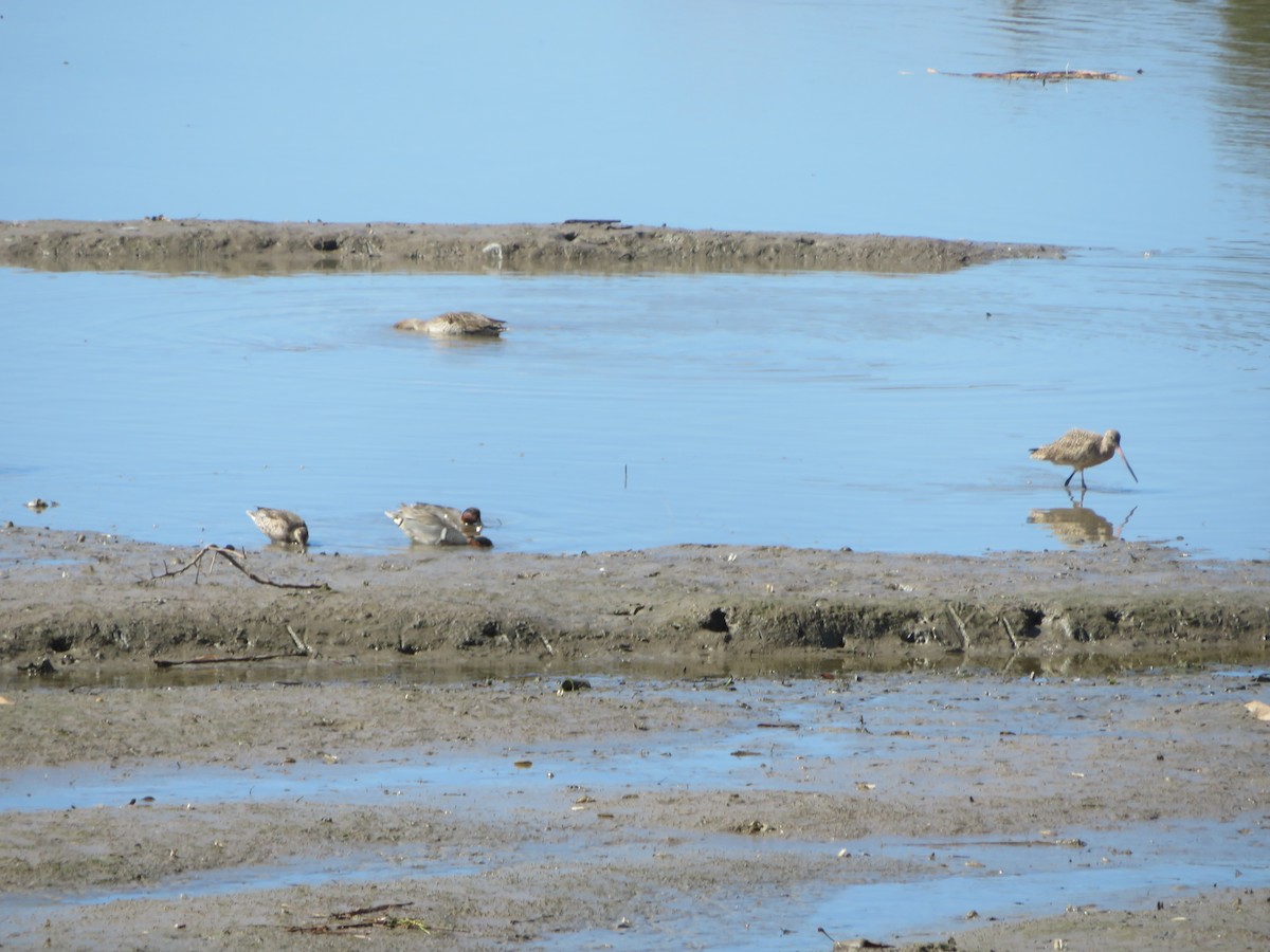 Marbled Godwit - ML616972108