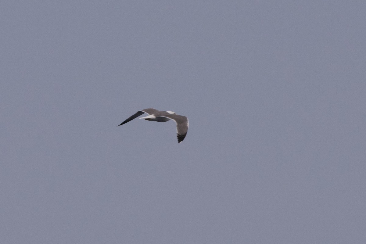 Lesser Black-backed Gull - ML616972118