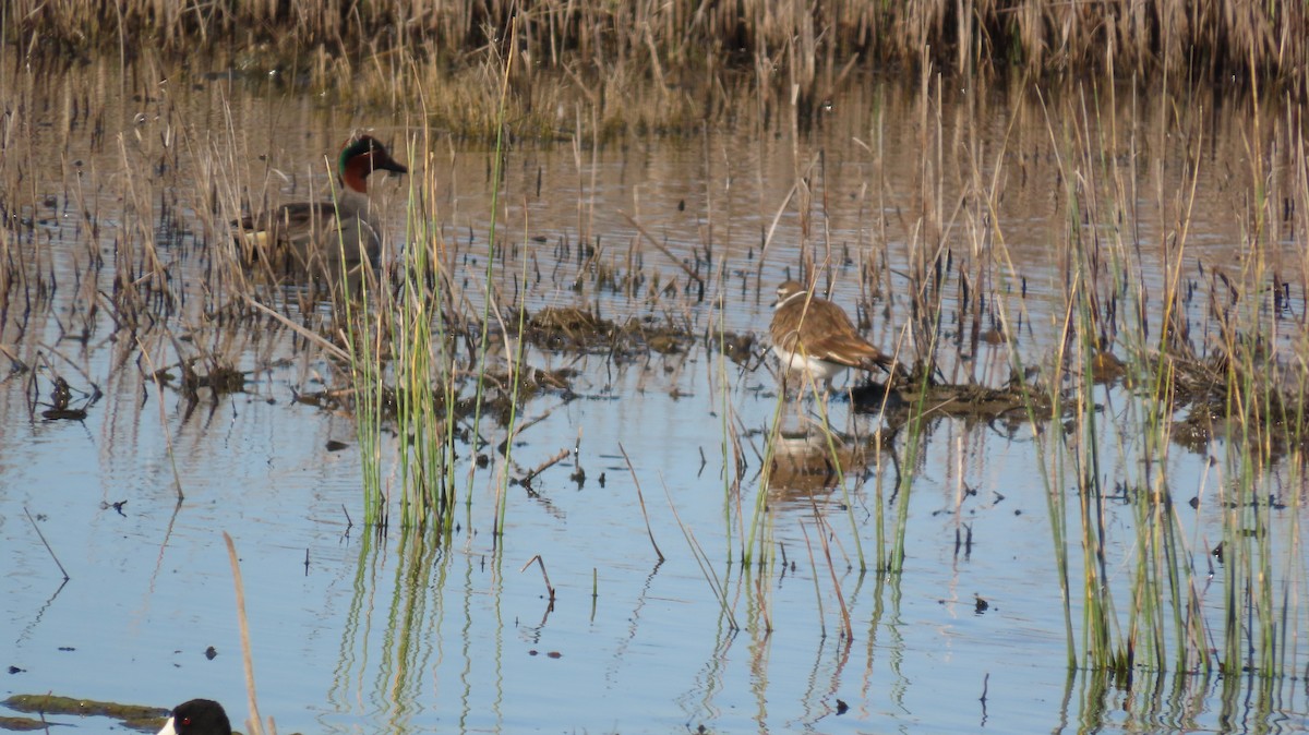 Green-winged Teal - ML616972128