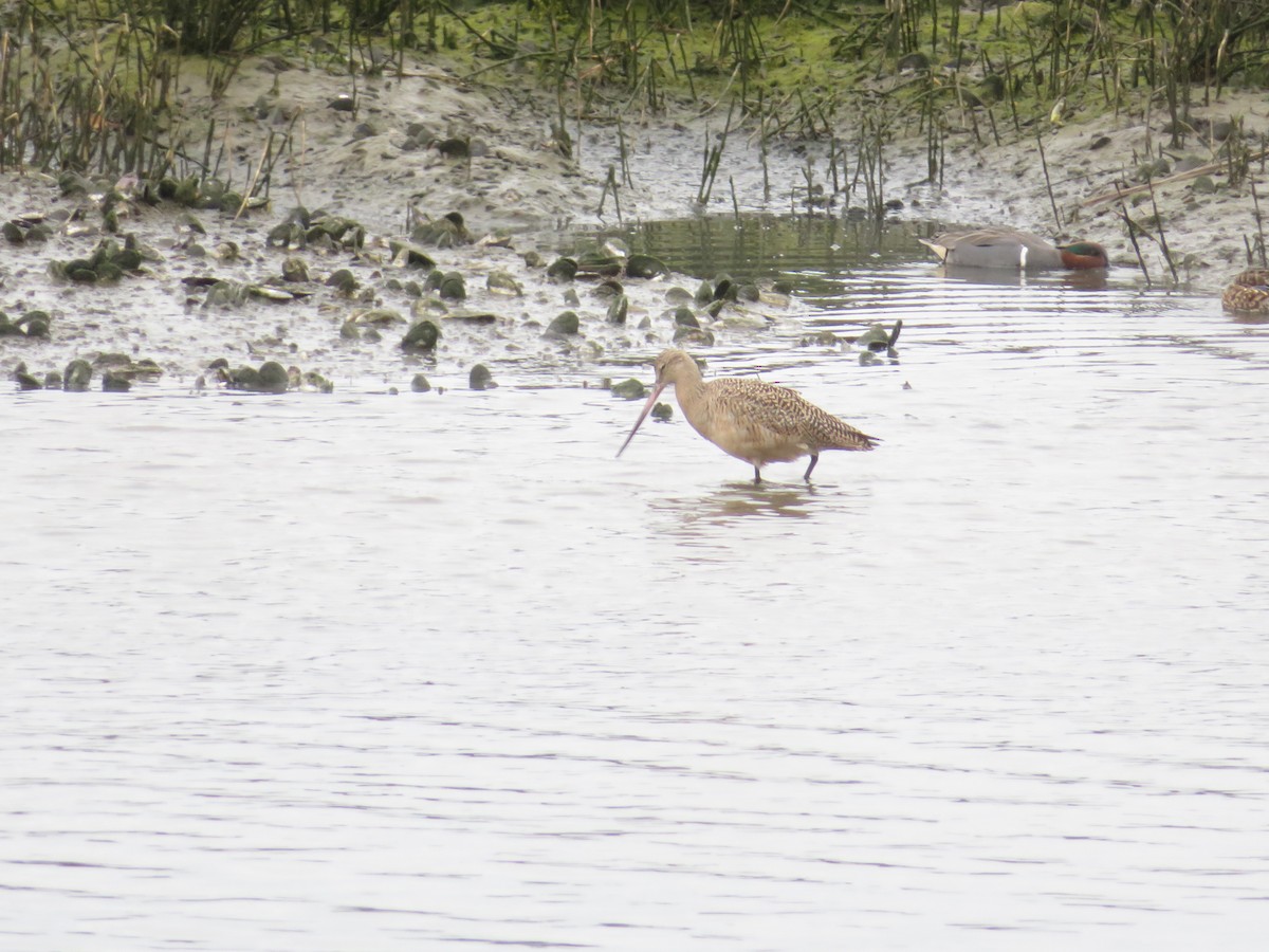 Marbled Godwit - ML616972156