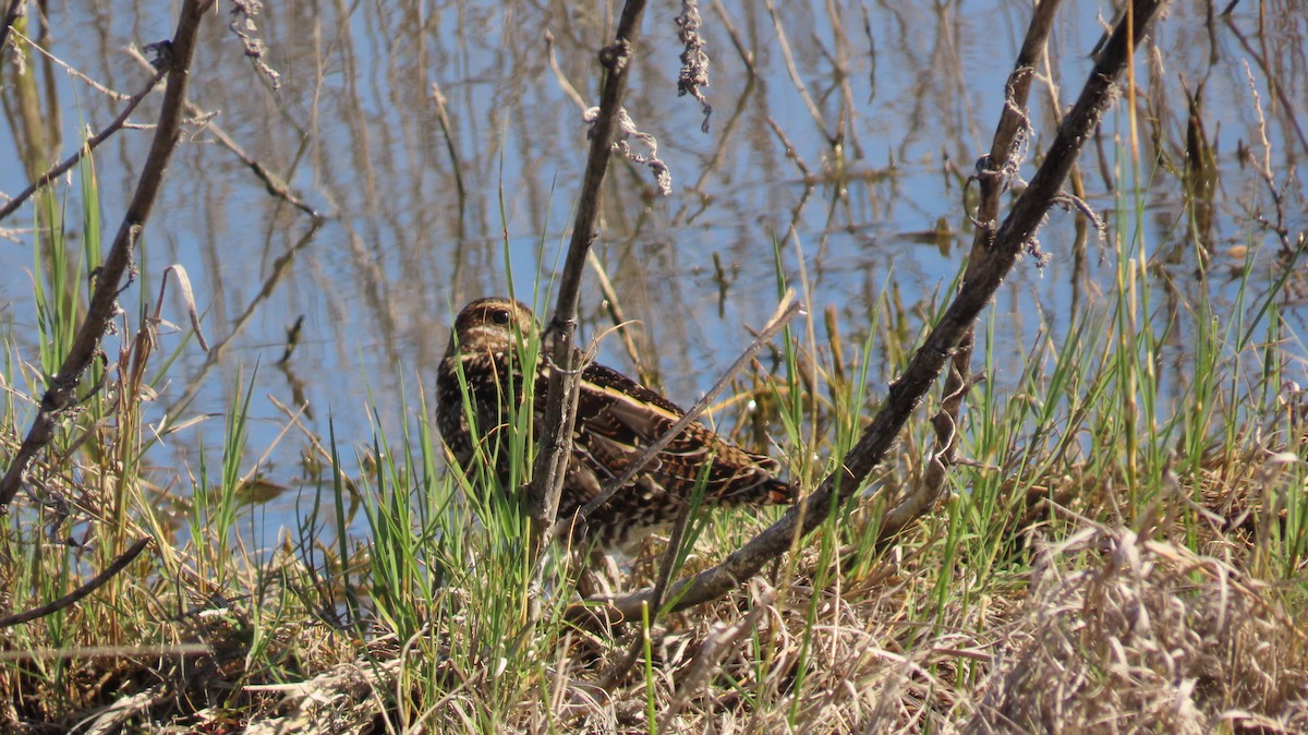 Wilson's Snipe - ML616972169