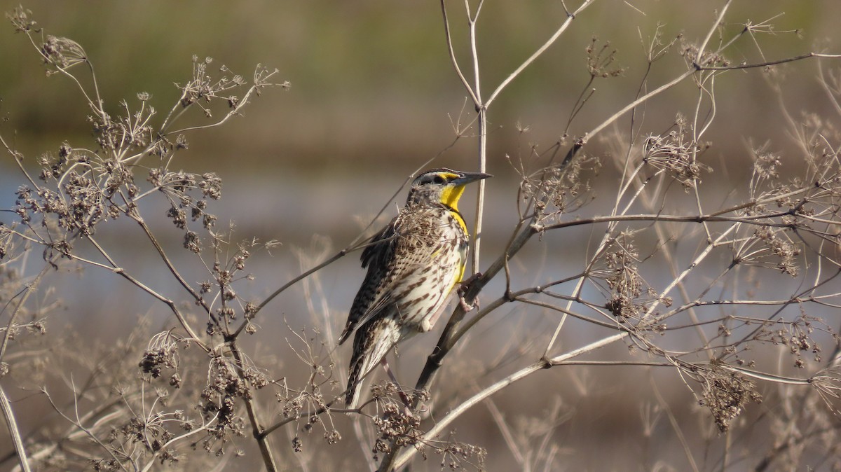 Western Meadowlark - Petra Clayton