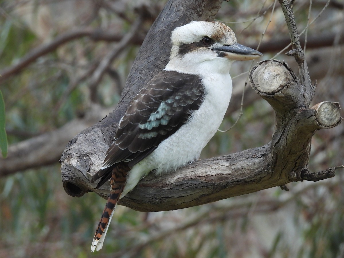 Laughing Kookaburra - ML616972245