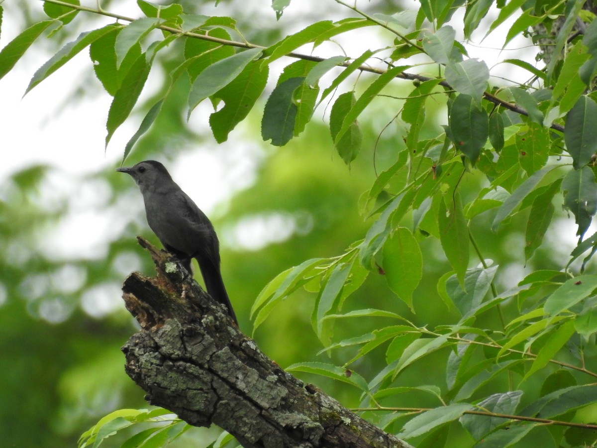 Gray Catbird - ML61697231