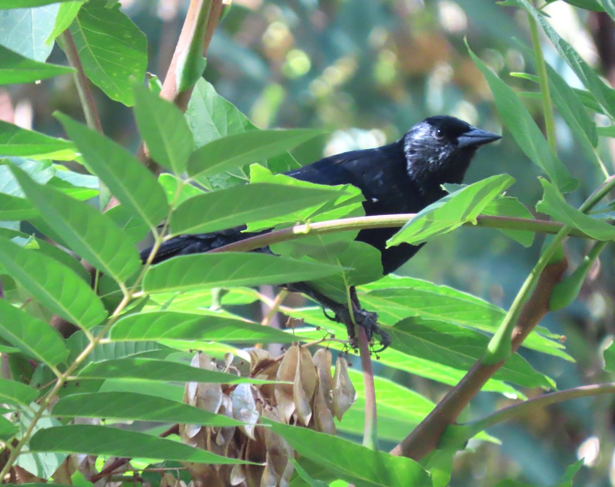Austral Blackbird - ML616972352
