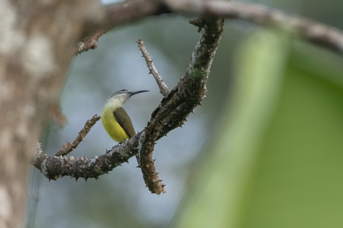 Little Spiderhunter - ML616972377