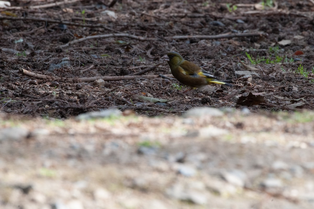 Oriental Greenfinch - Ben Martin Mortimer