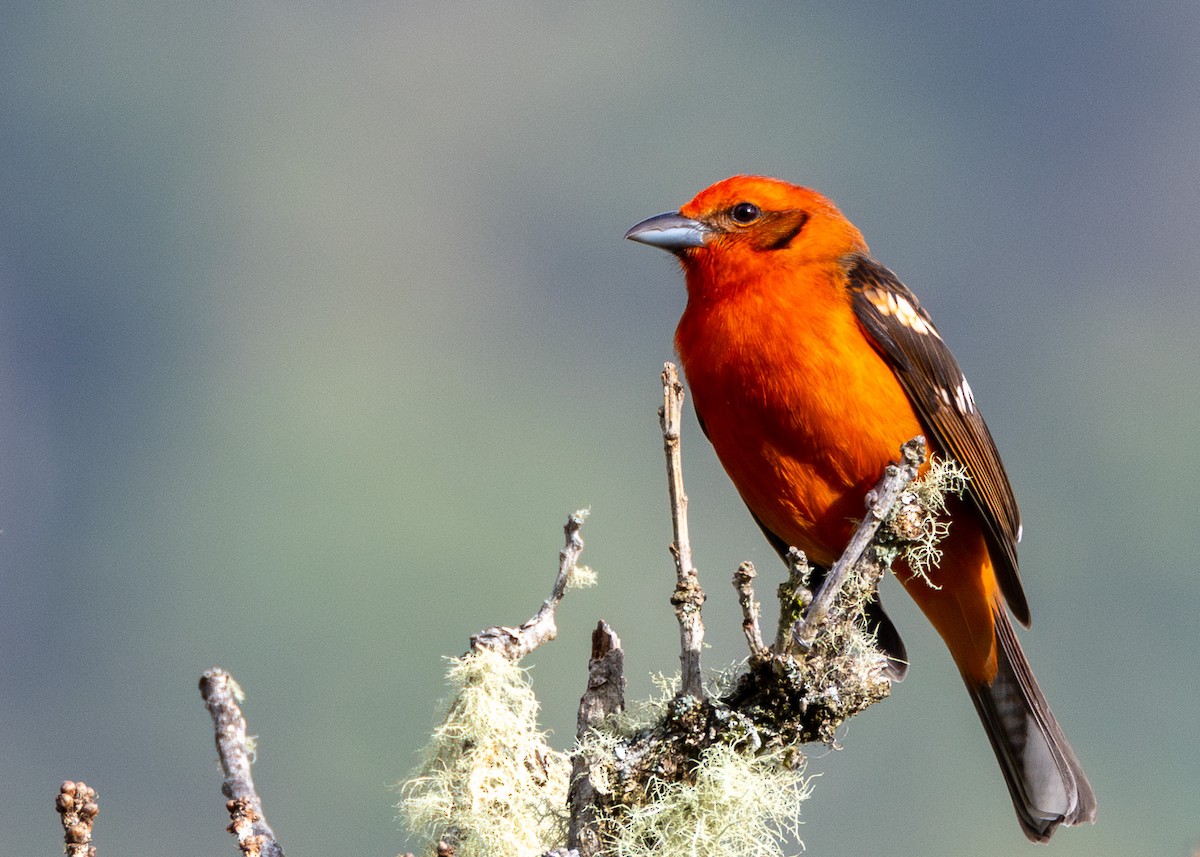 Flame-colored Tanager - ML616972413