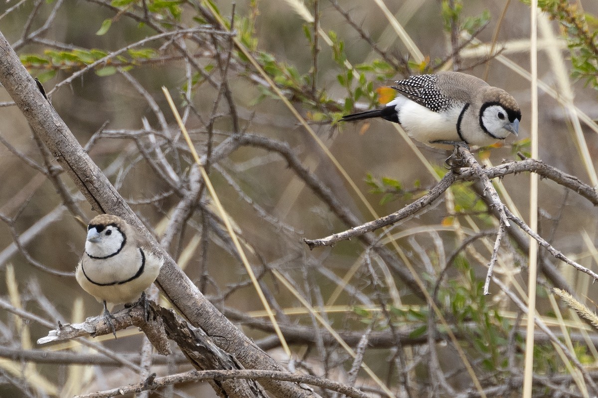 Double-barred Finch - ML616972509