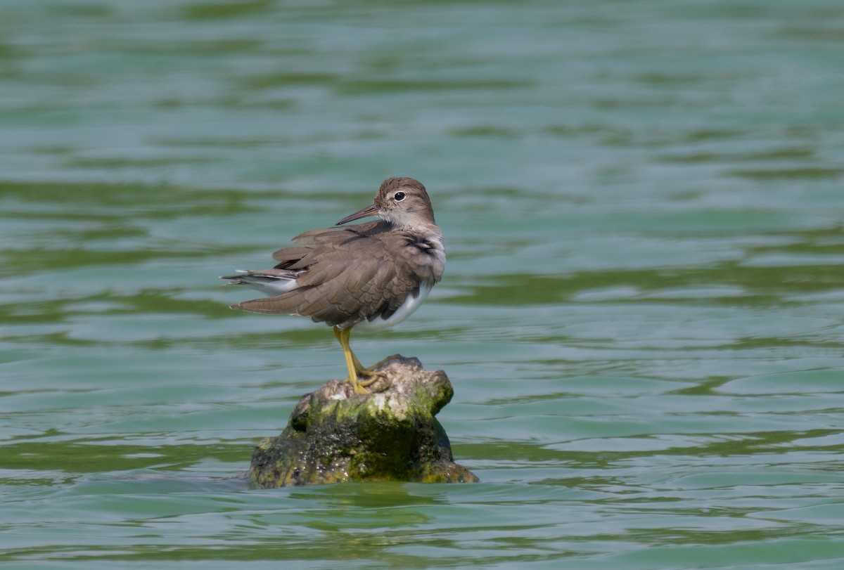 Spotted Sandpiper - ML616972530