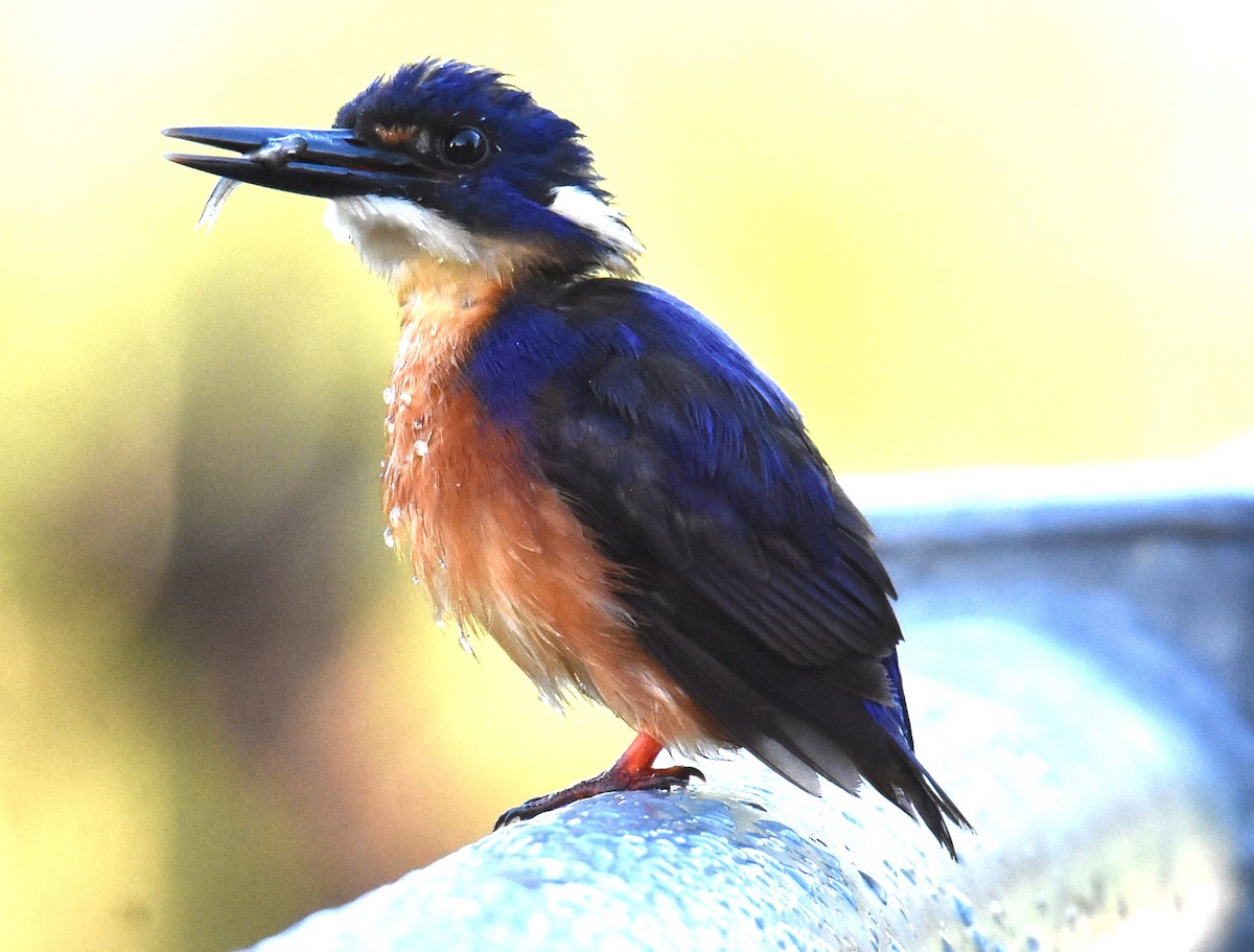 Azure Kingfisher - Mark Tarnawski