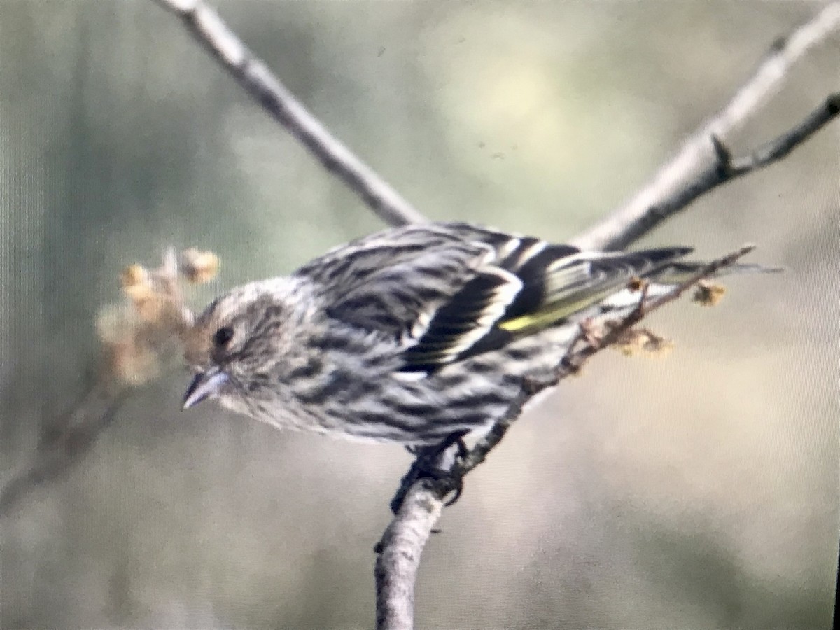 Pine Siskin - ML616972644