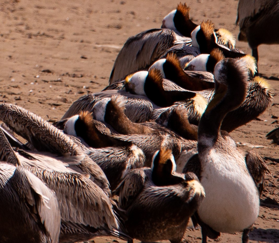 Brown Pelican - ML616972718