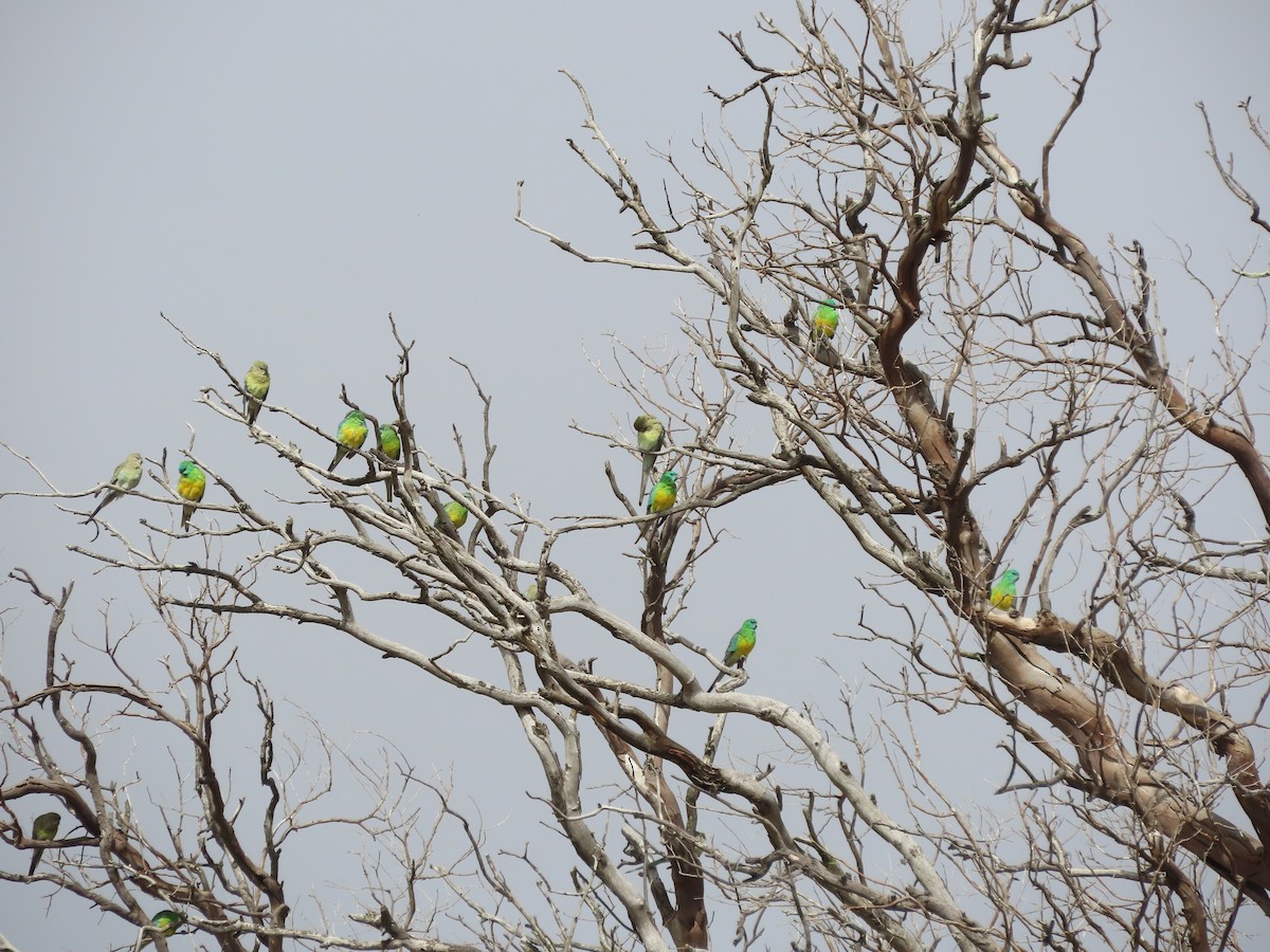 Red-rumped Parrot - ML616972731