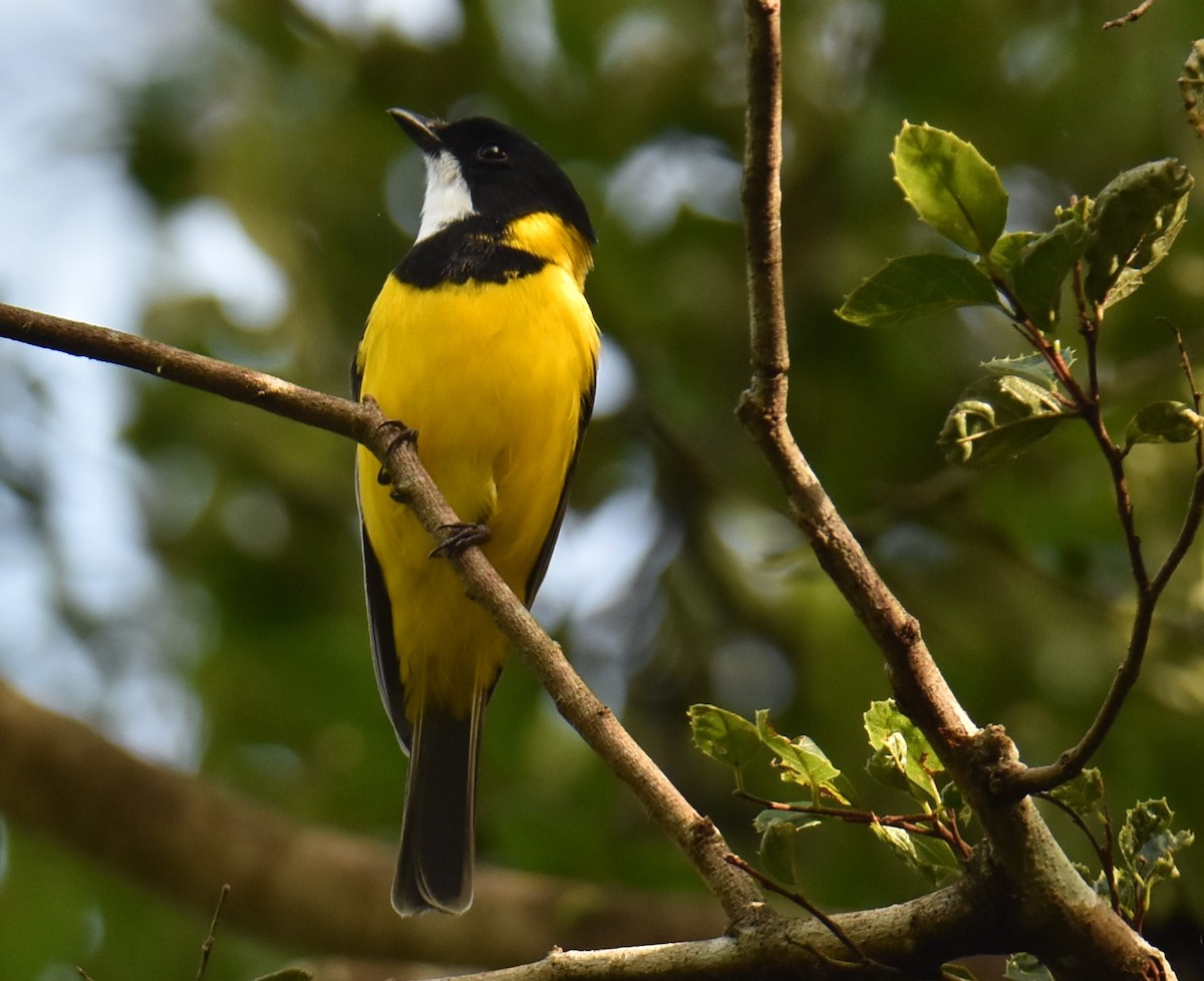 Golden Whistler - Mark Tarnawski