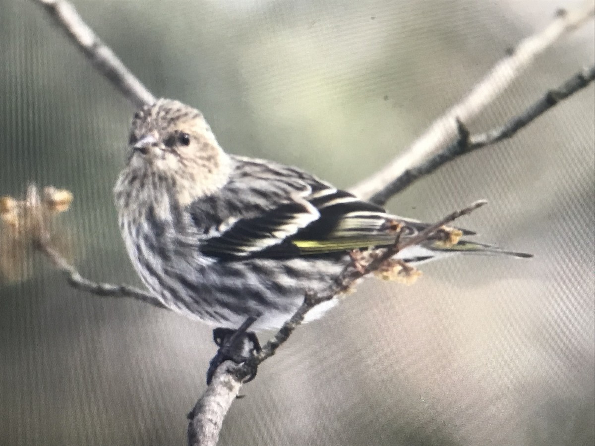 Pine Siskin - ML616972770