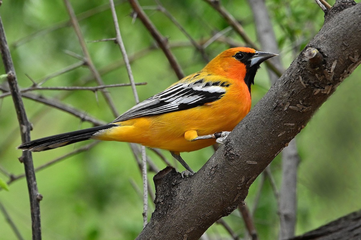 Oriole à dos rayé (groupe pustulatus) - ML616972772