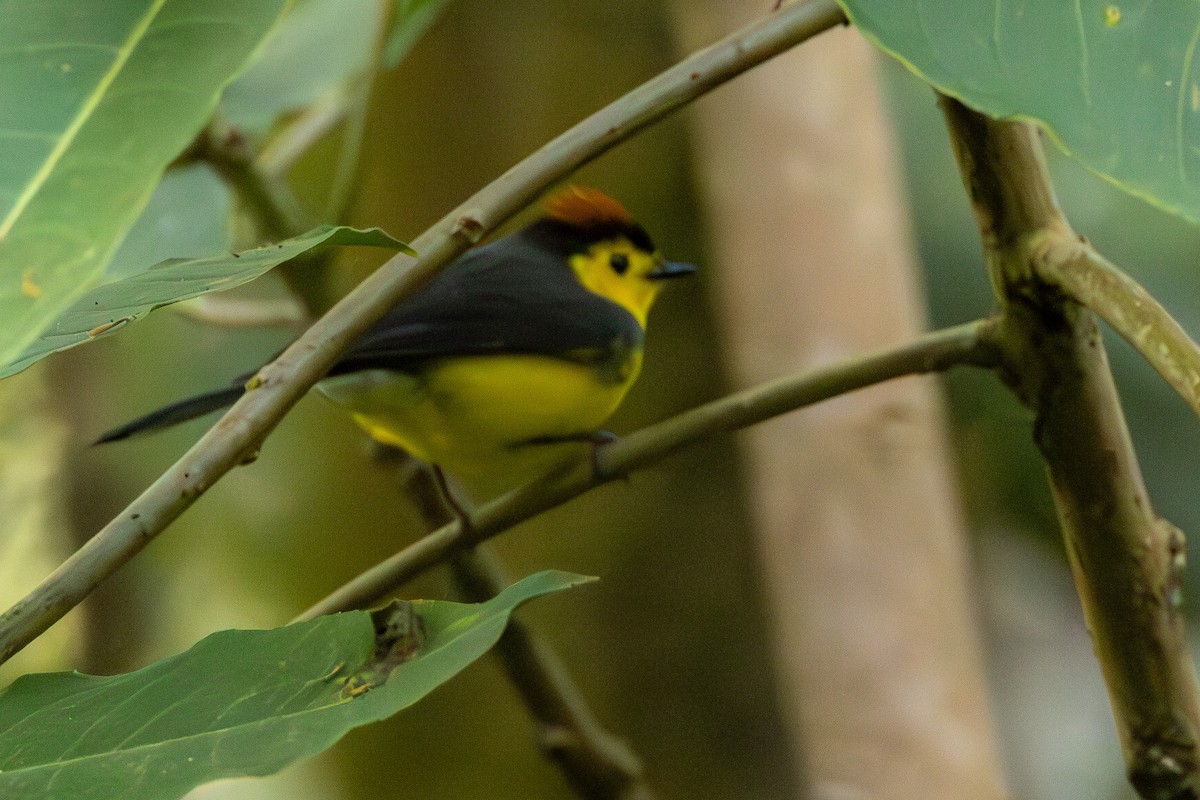 Collared Redstart - ML616972789