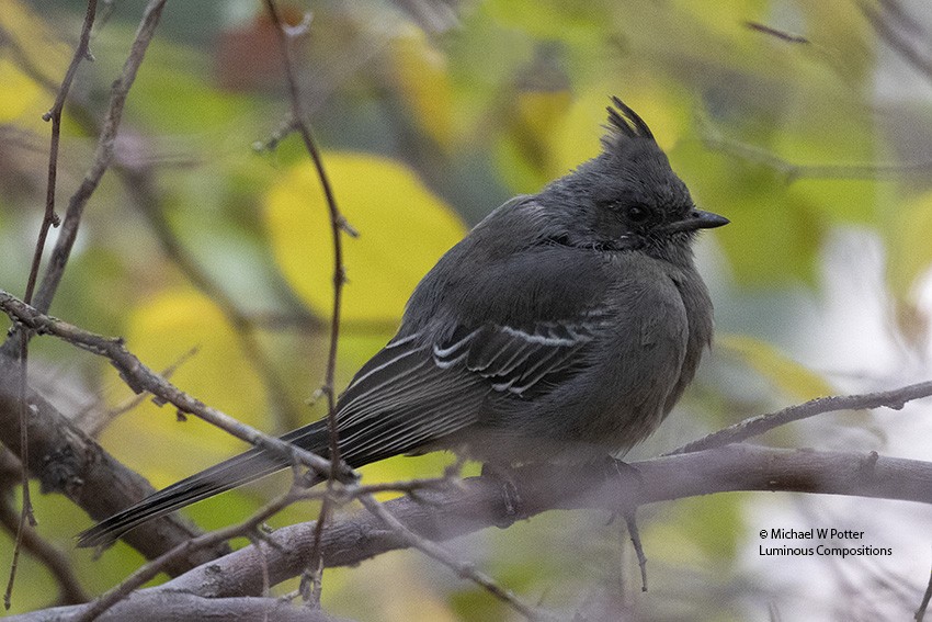 Phainopepla - Michael Potter