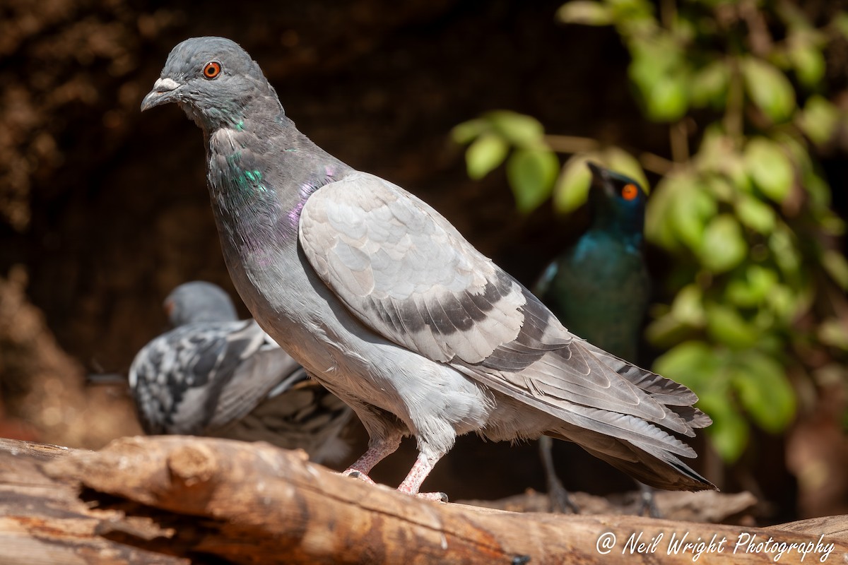 Pigeon biset (forme domestique) - ML616972825