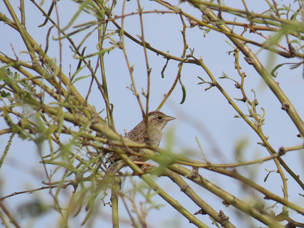 Cassin's Sparrow - ML616972930