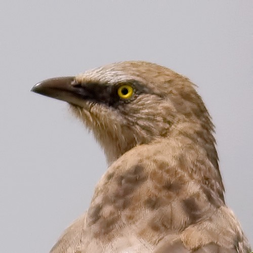 Large Gray Babbler - GIRISH KETKAR