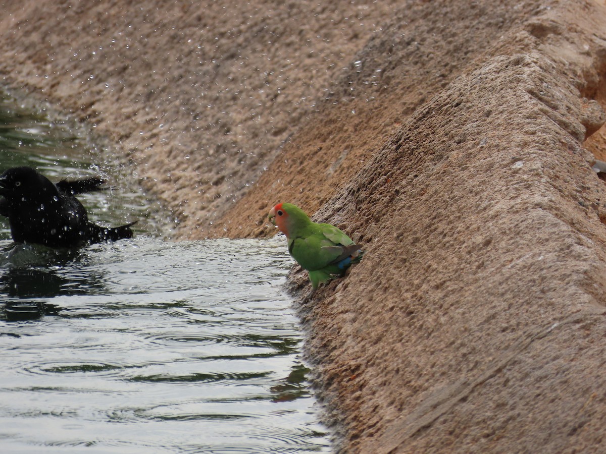 Rosy-faced Lovebird - ML616972974