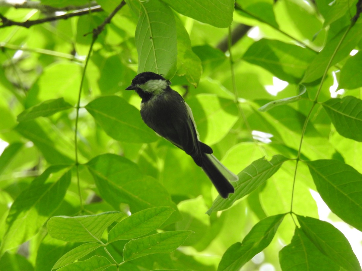 Carolina Chickadee - ML61697301