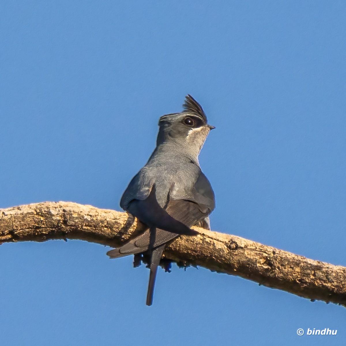 Crested Treeswift - ML616973080