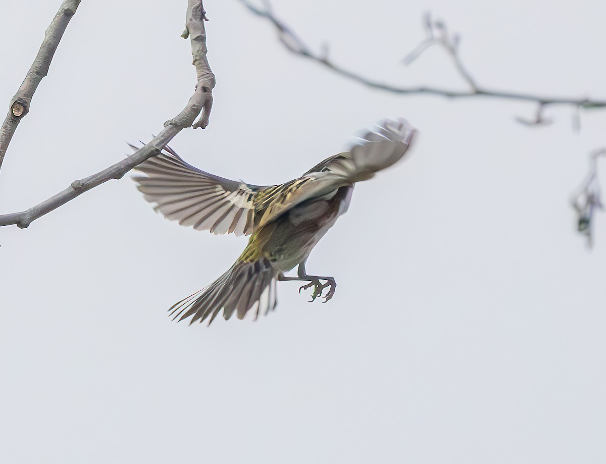 Chestnut-sided Warbler - Mary-Rose Hoang