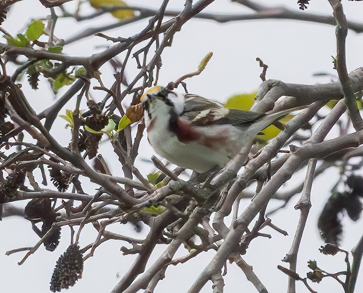 Chestnut-sided Warbler - ML616973131