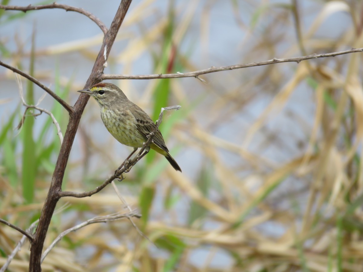 Palm Warbler - Christine W.