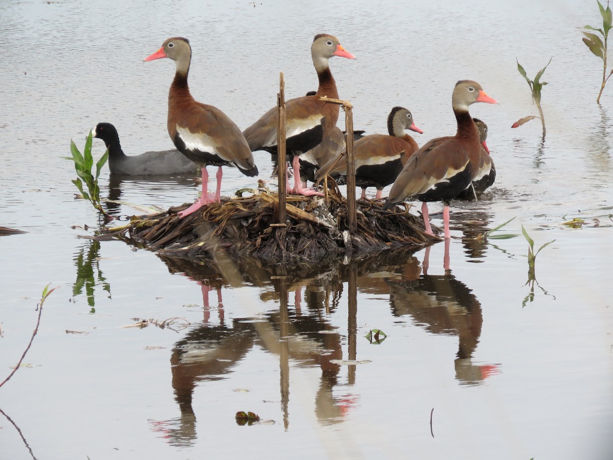 Black-bellied Whistling-Duck - ML616973146