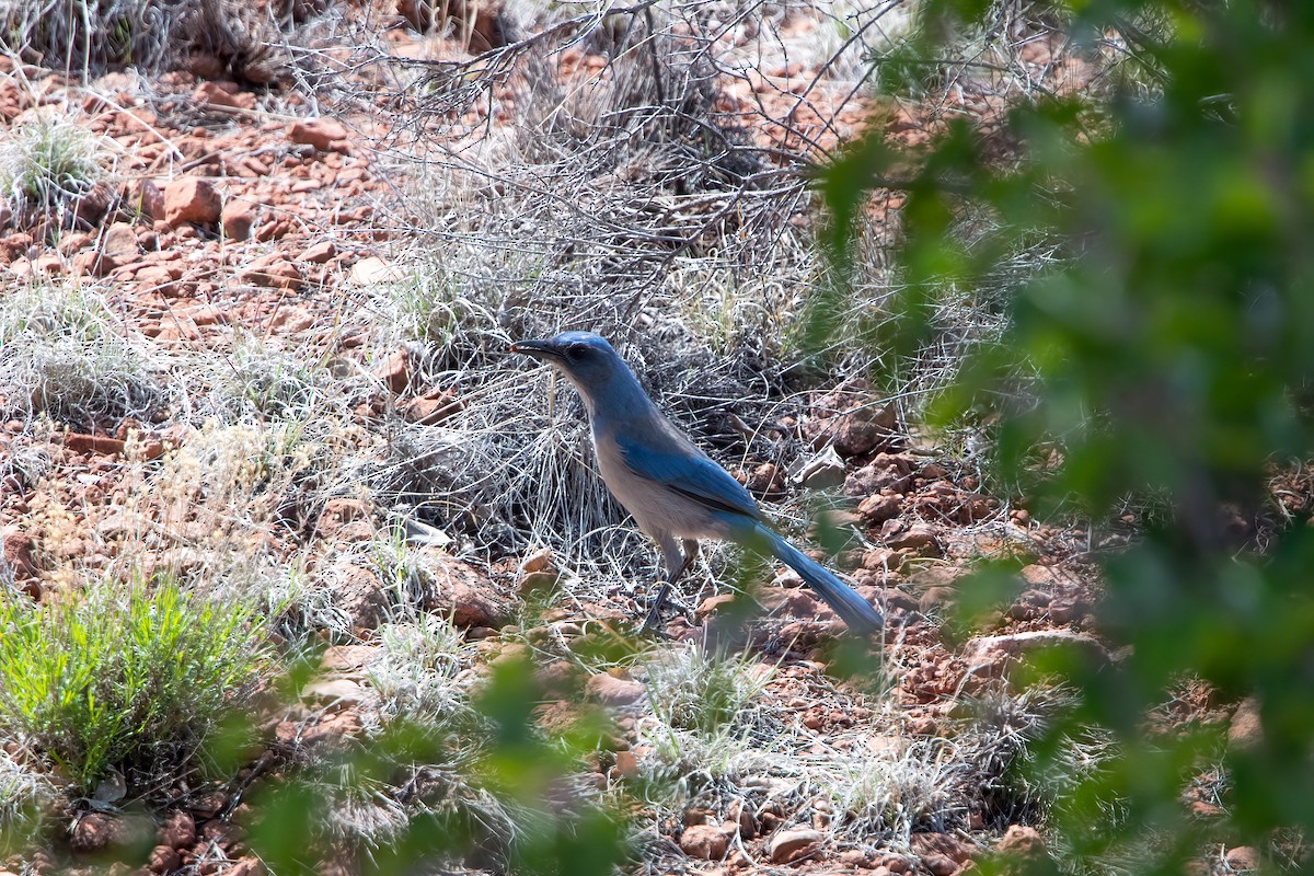 Woodhouse's Scrub-Jay (Woodhouse's) - ML616973156