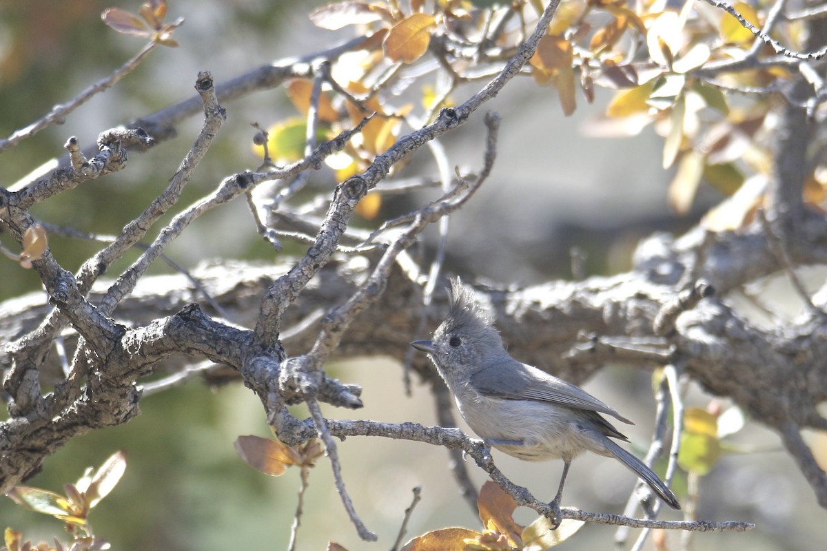 Juniper Titmouse - ML616973158