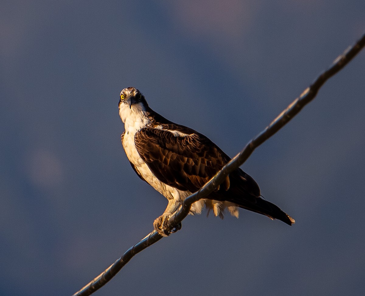 Osprey - ML616973173